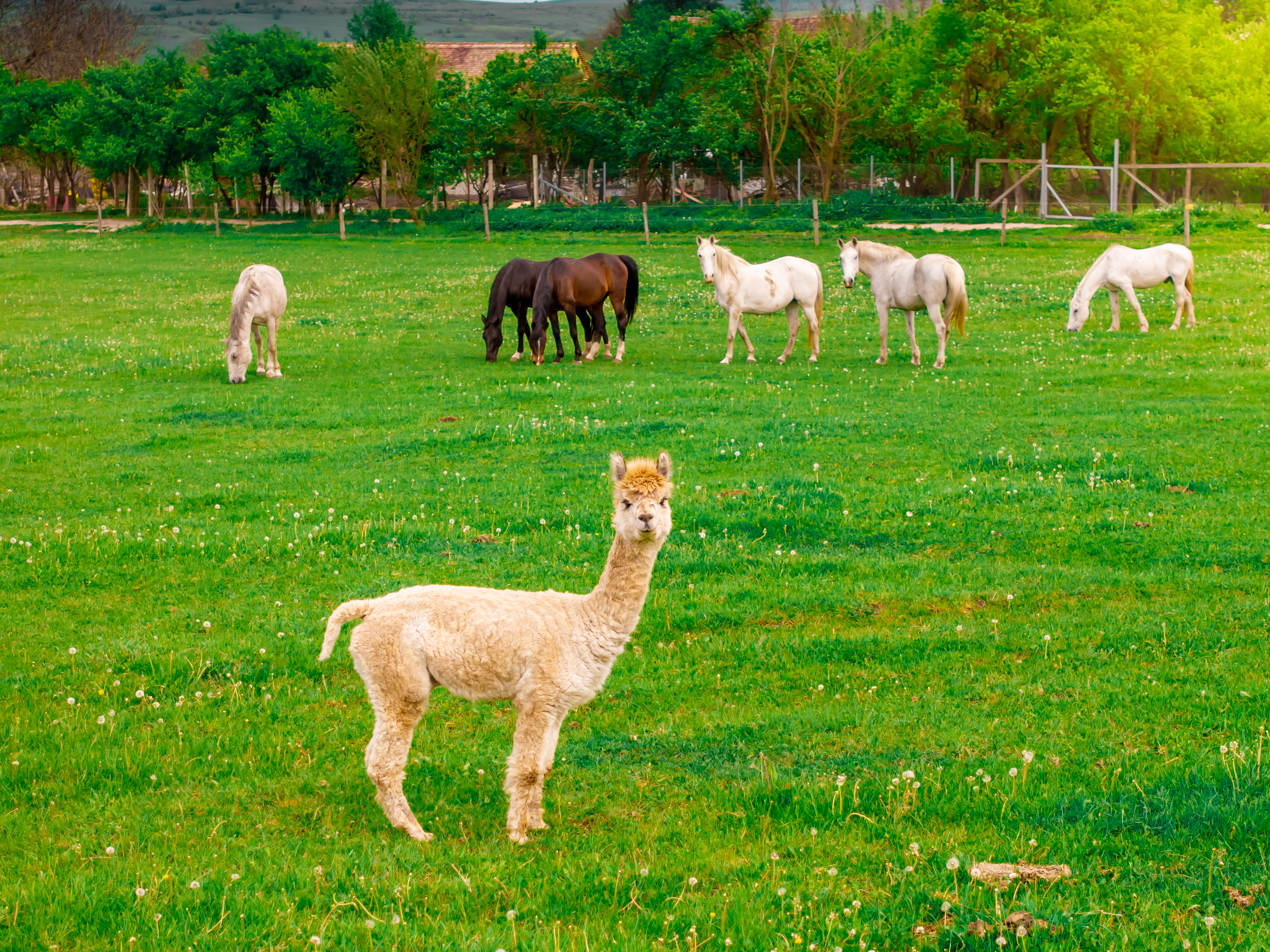 Un pui de Alpaca proaspat venit la Viscri!